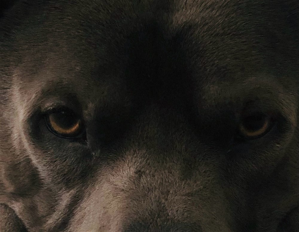 My dog if he was Batman 🦇