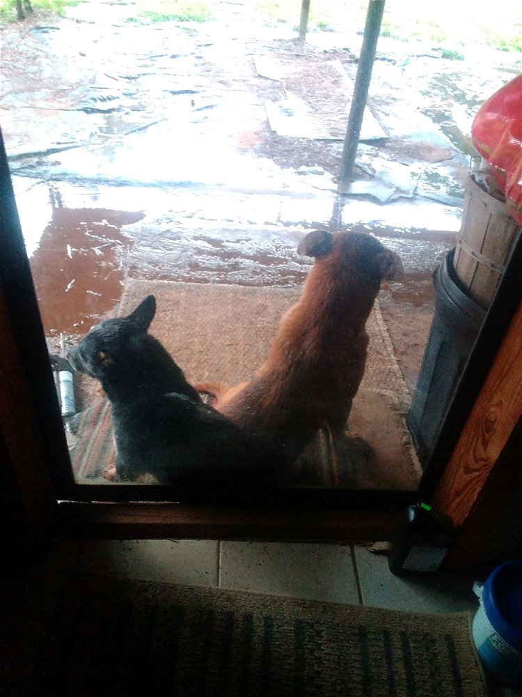 Big and little dog are scared of the rain