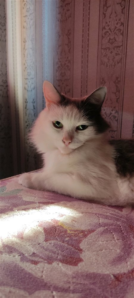 Просто моя кошка