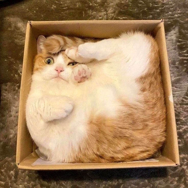 Служу коробке