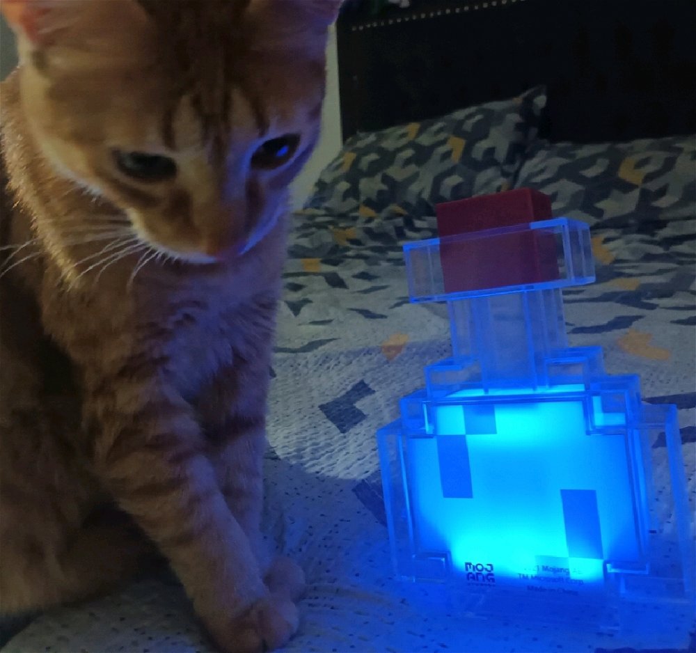 Gato para comprar
