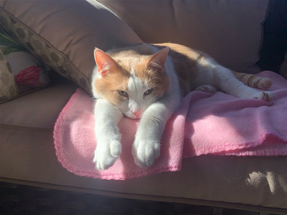 Share your cat