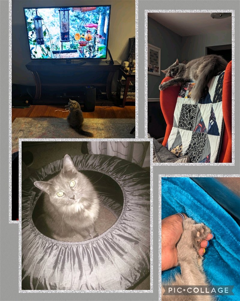 Share your pet cat
