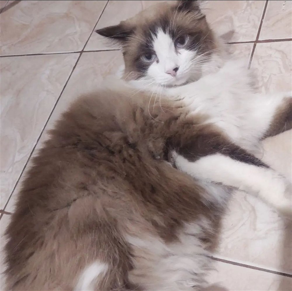 Olha o Chico!