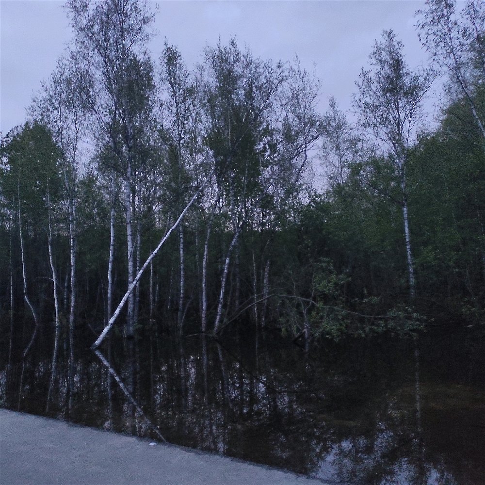 затопленный лес