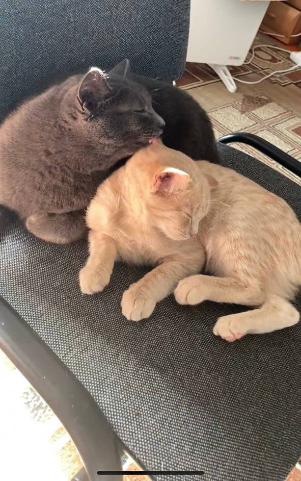 🐈🐈