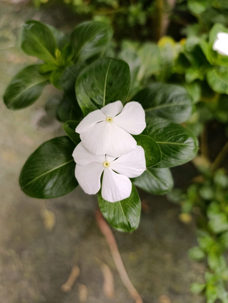 White flowers