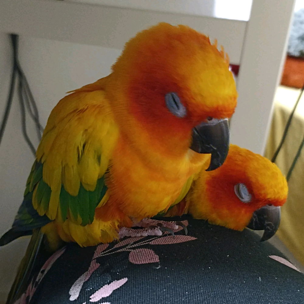 Meine 2 Kuschelkäfer 🐞♥️