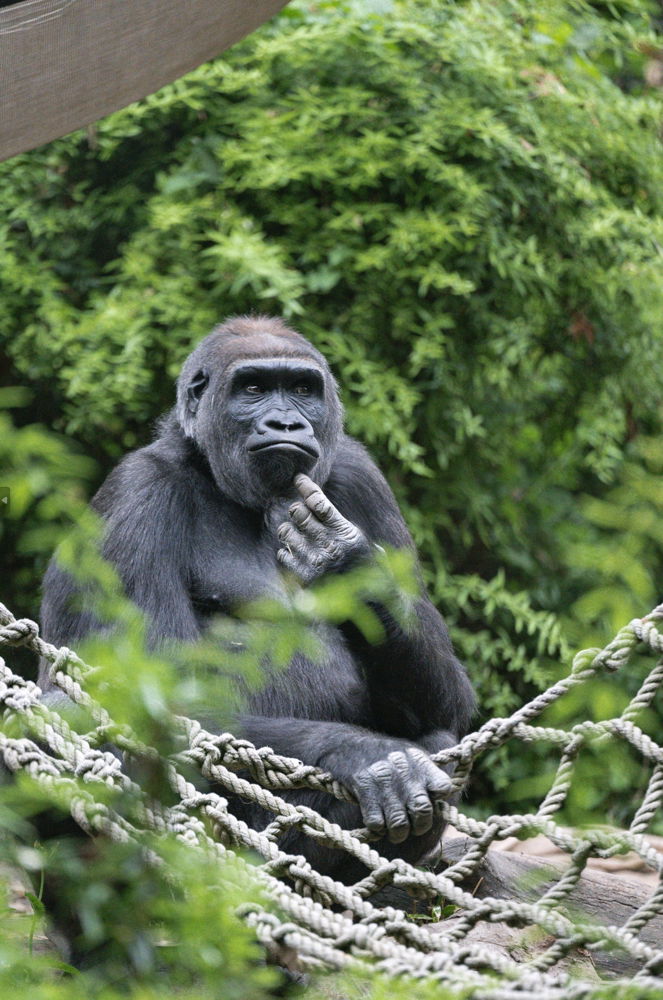 Gorilla from the Woodland Park zoo