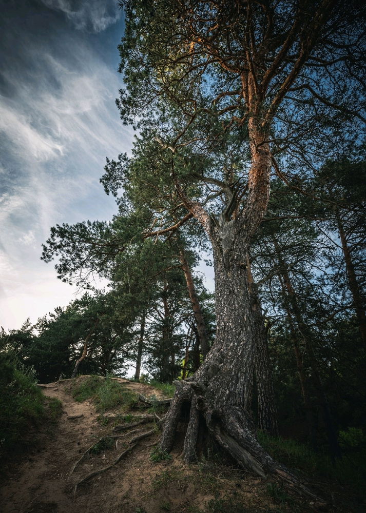 Stunning tree🥰 Which tree do you love most?