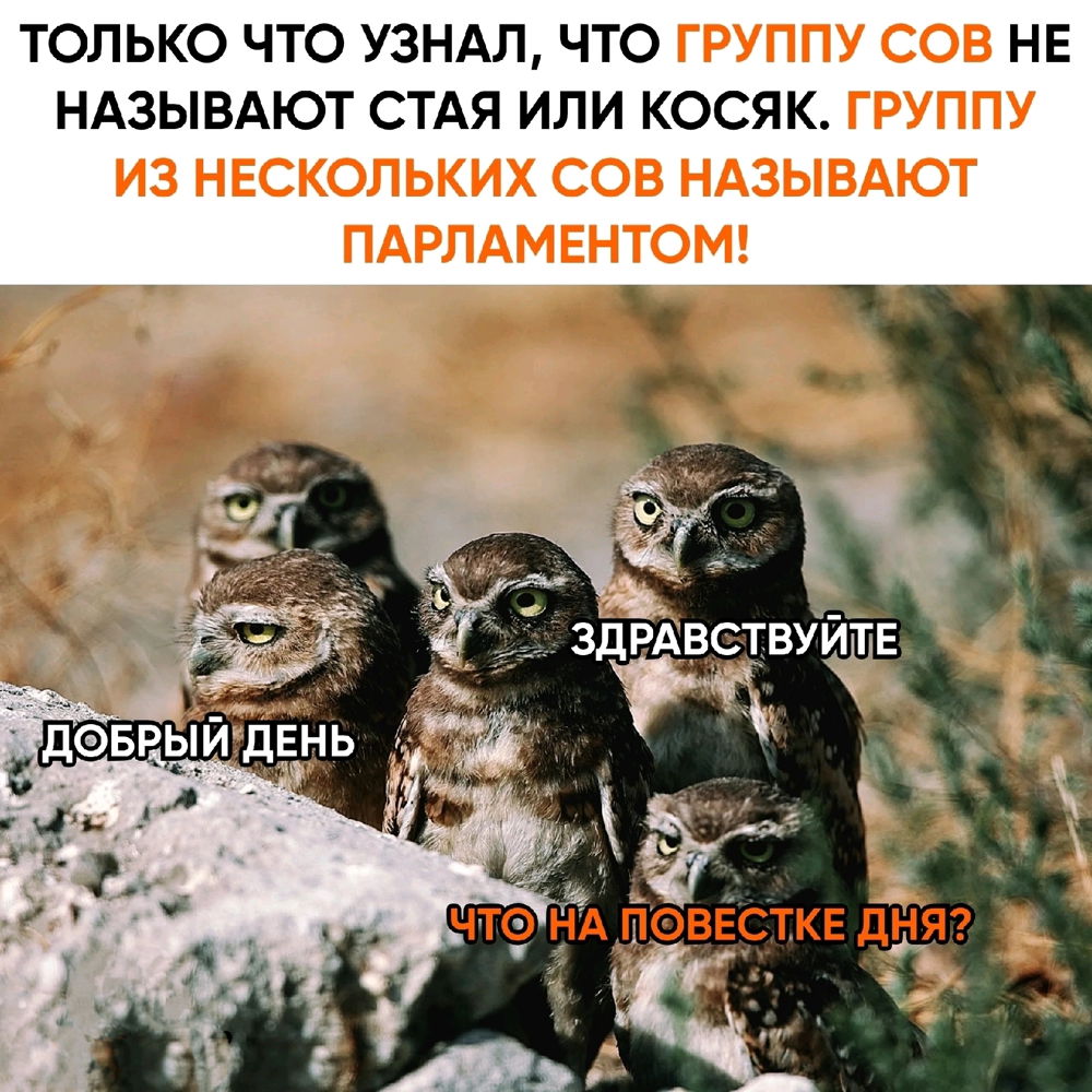 Деловые птички😁