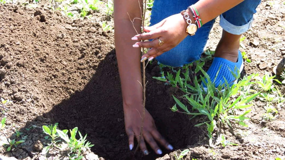 Tree planting