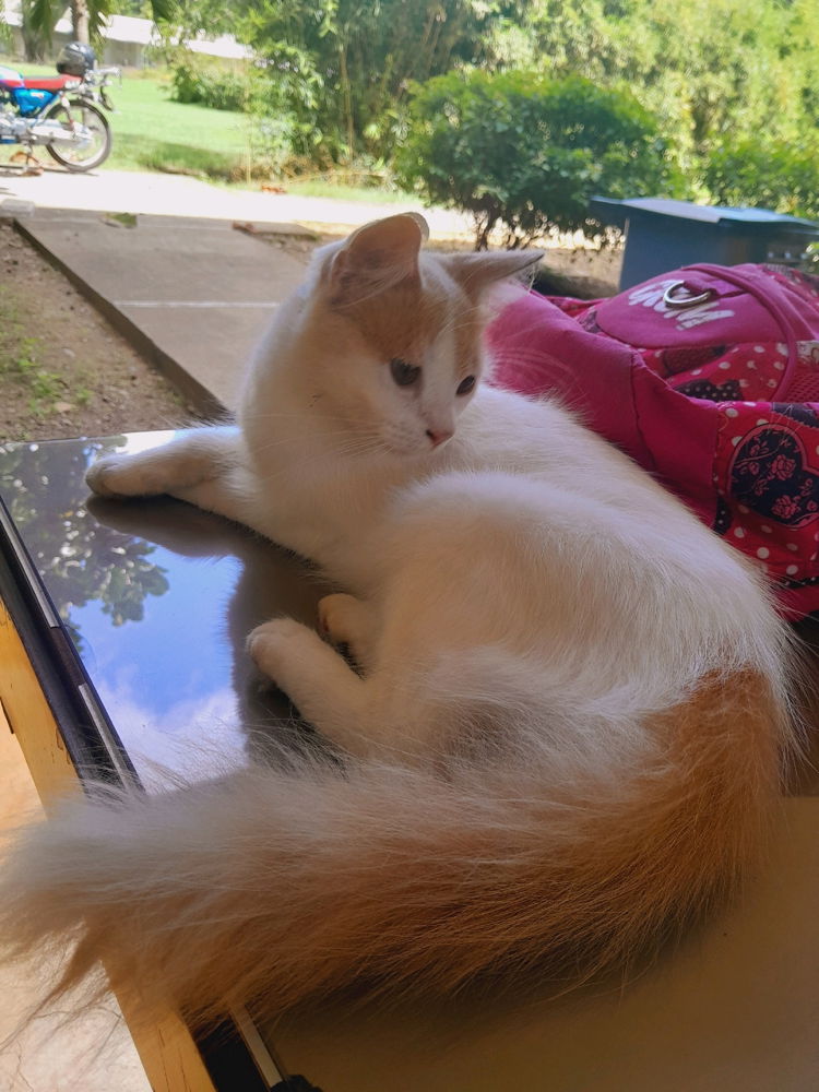 Ella se llama Nala es la reina recién llegados de la biblioteca de la Universidad🎓