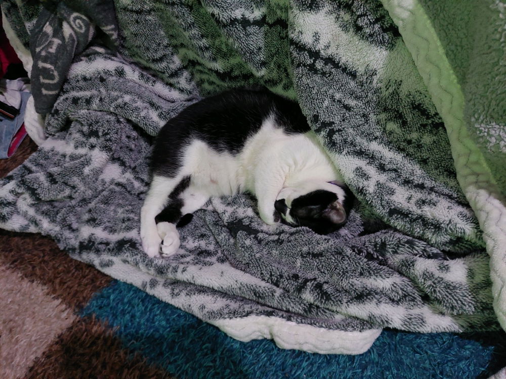 Miau