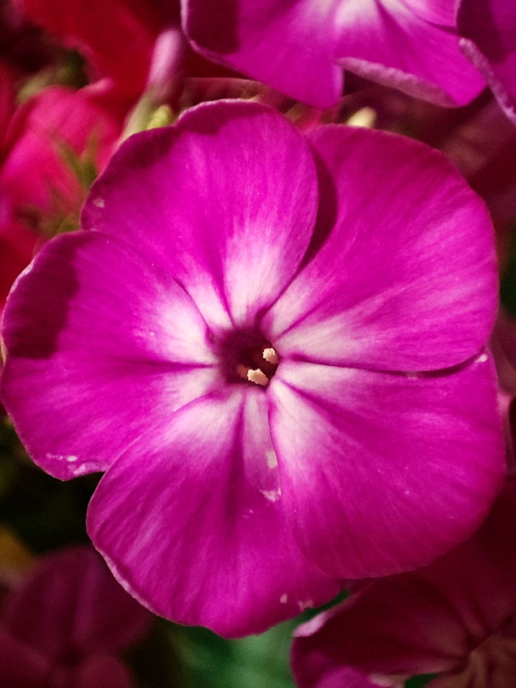 Флоксы)