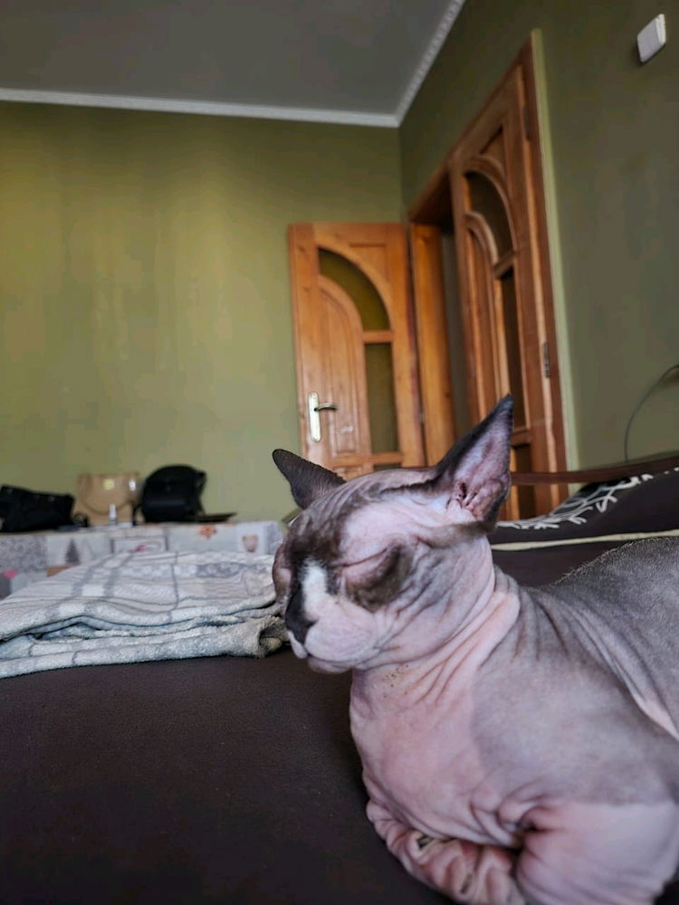 Pablito(calvo)