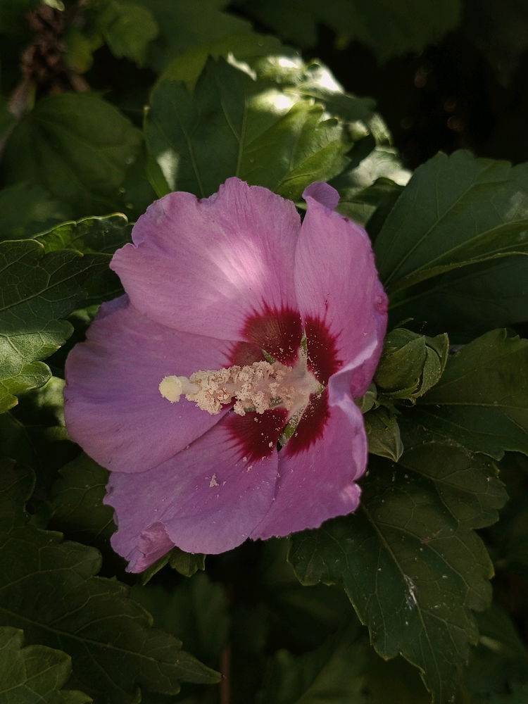 Гибискус сирийский. 🌺