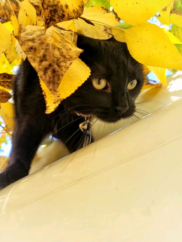 💛😸💛