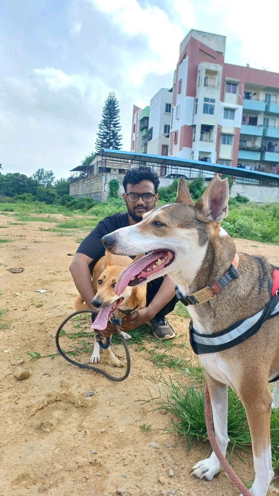 Dog day out