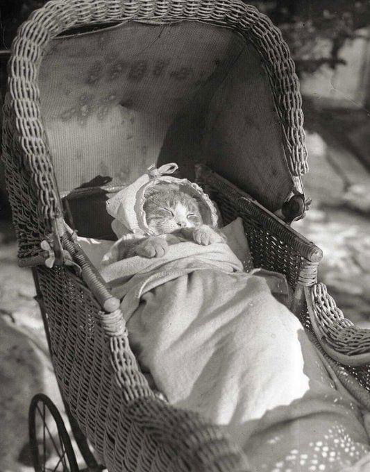 1930, Alvó Cica