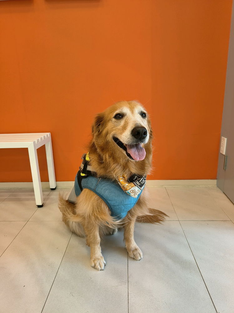 黃金獵犬