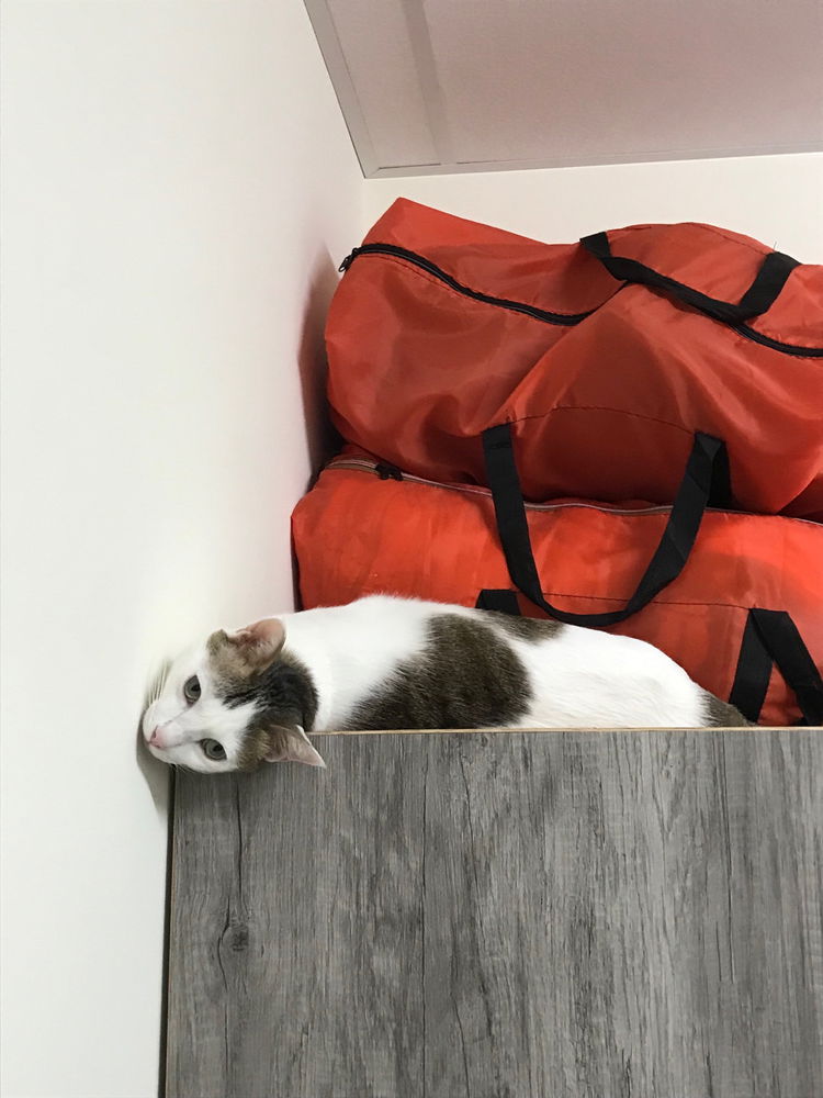 朋友家的🐈觀察
