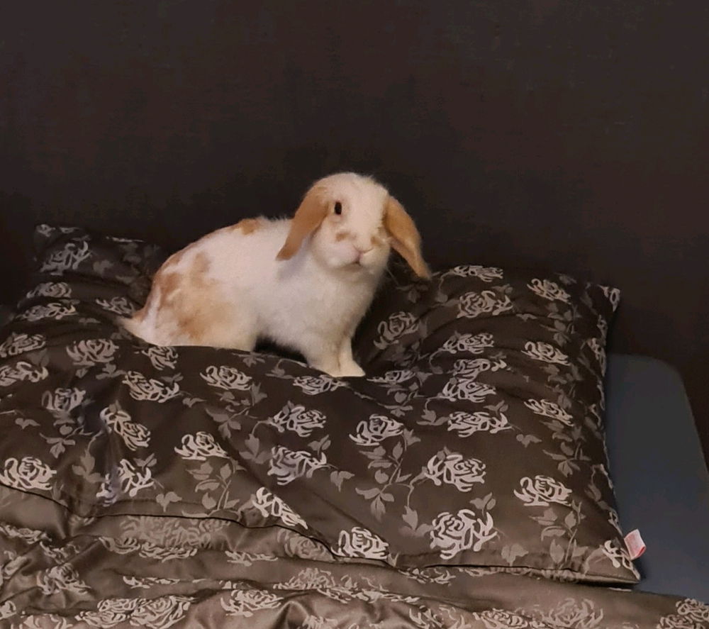 🐇