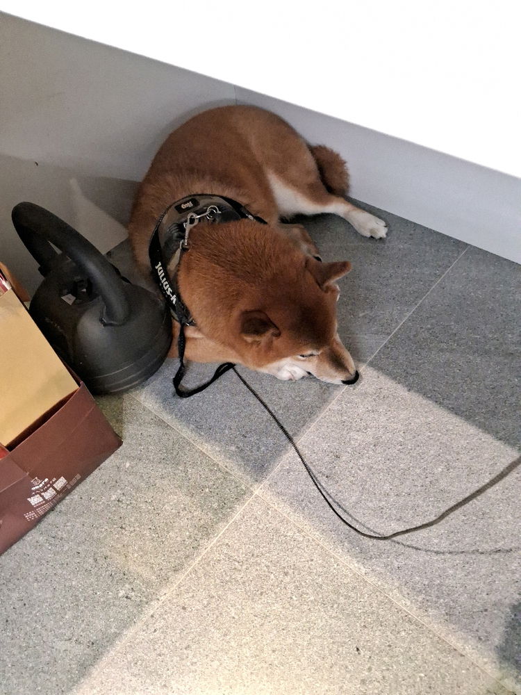 有小狗陪上班我好高興