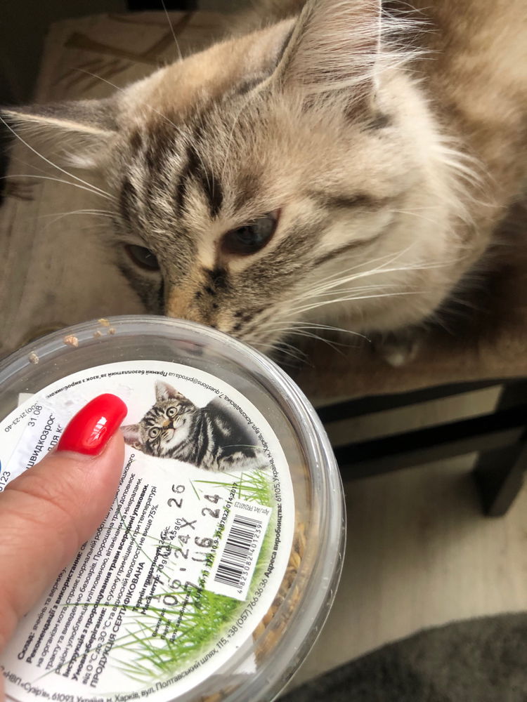 Коша