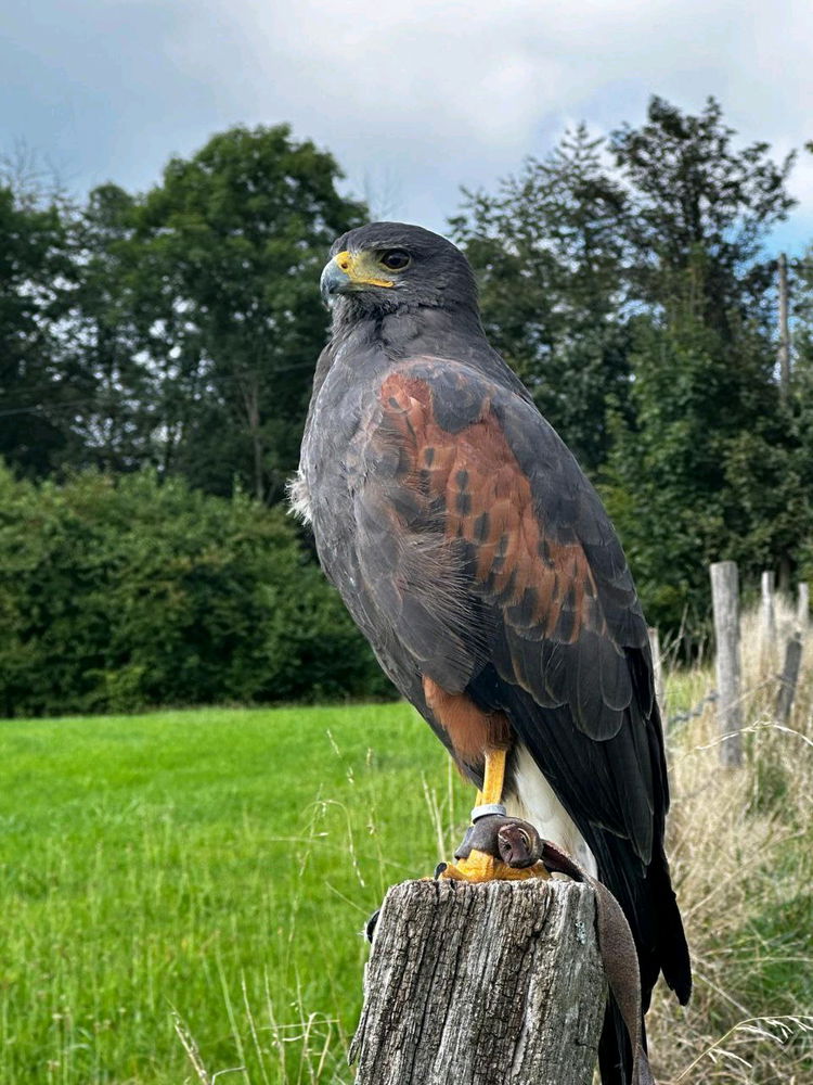 Adler