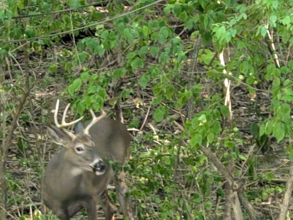 Backyard whitetail