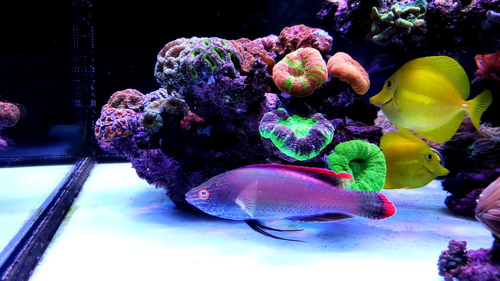 Reef tank