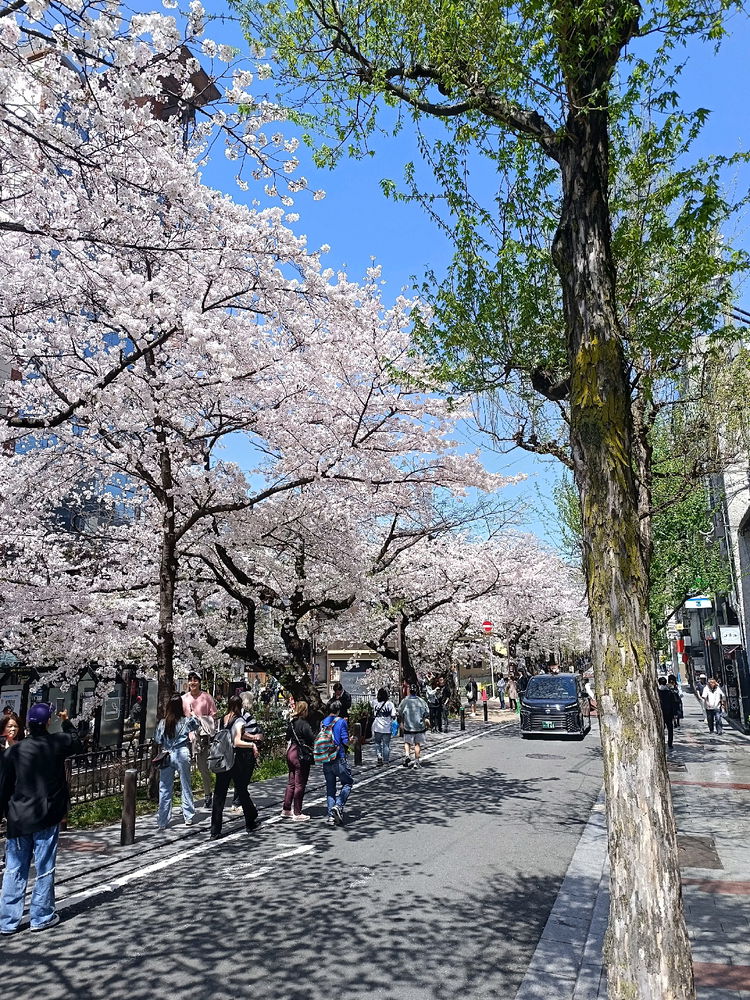 Kyoto🌸