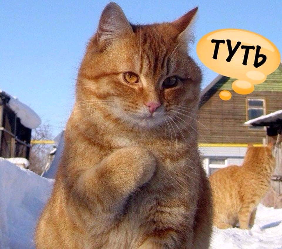 Котик, где живет доброта?