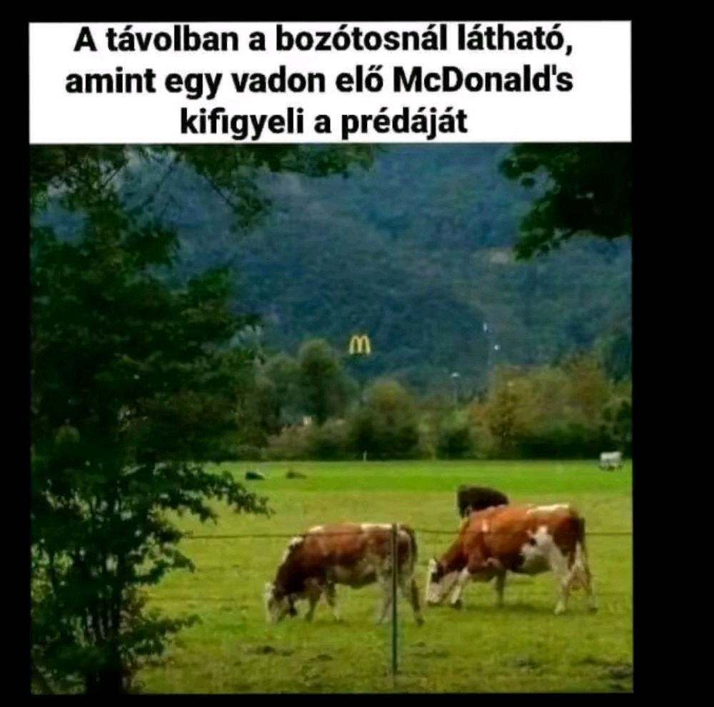 🤡🍔❗ Így-így... 😹