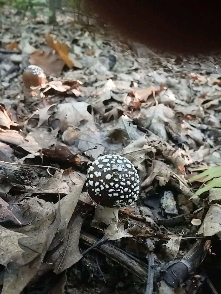 🍄‍🟫