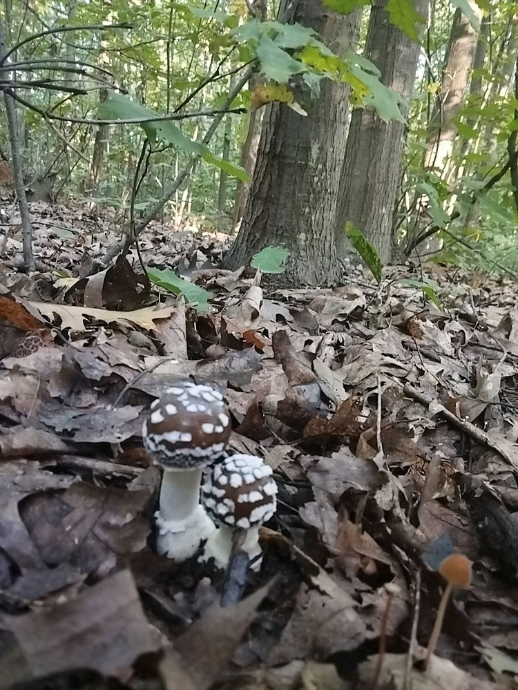 🍄‍🟫