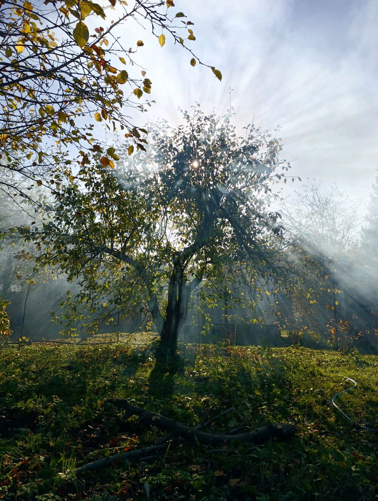 Autumn beams