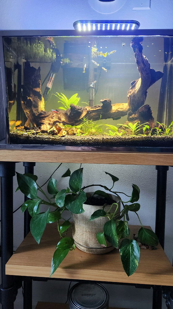 Just gave the plants a hair cut