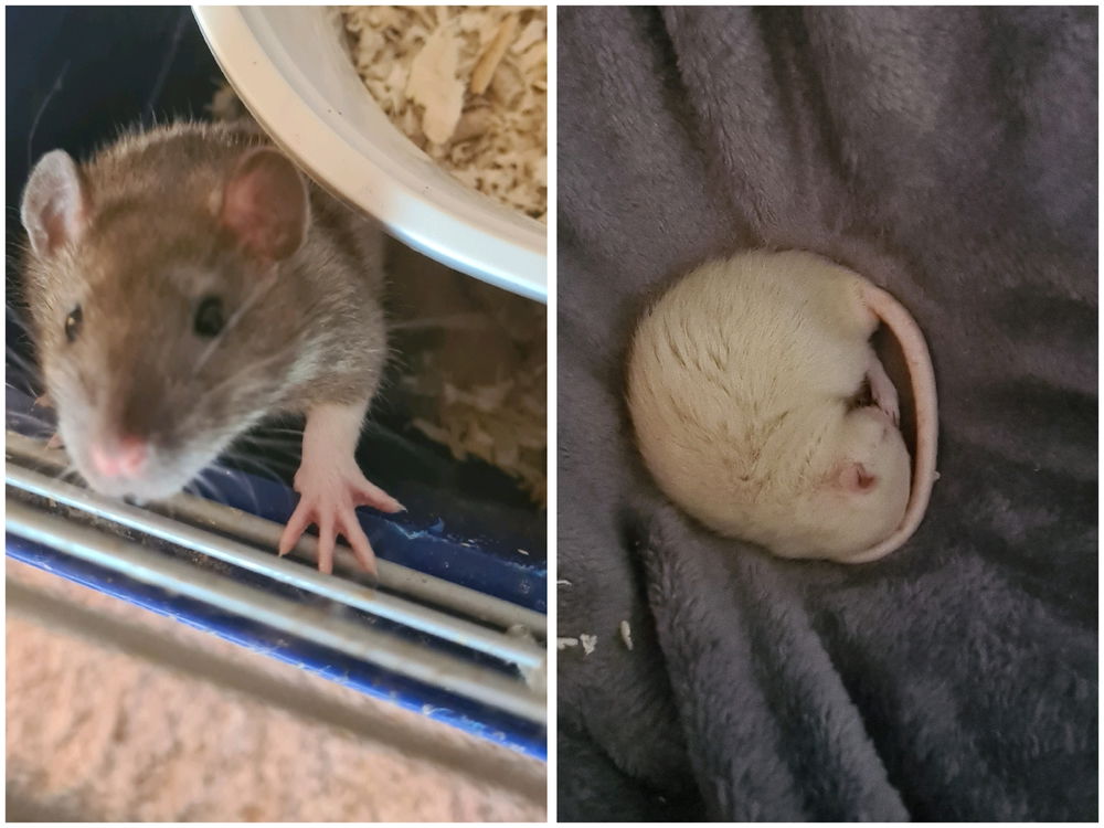 무민 & 두부