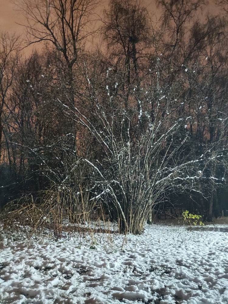 Опять снежная ☃️