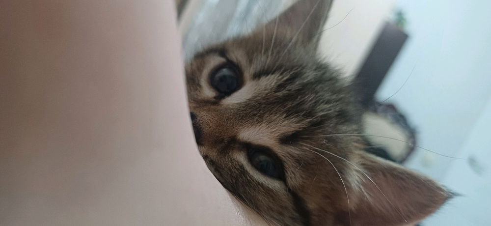 Meet my baby -Tiger