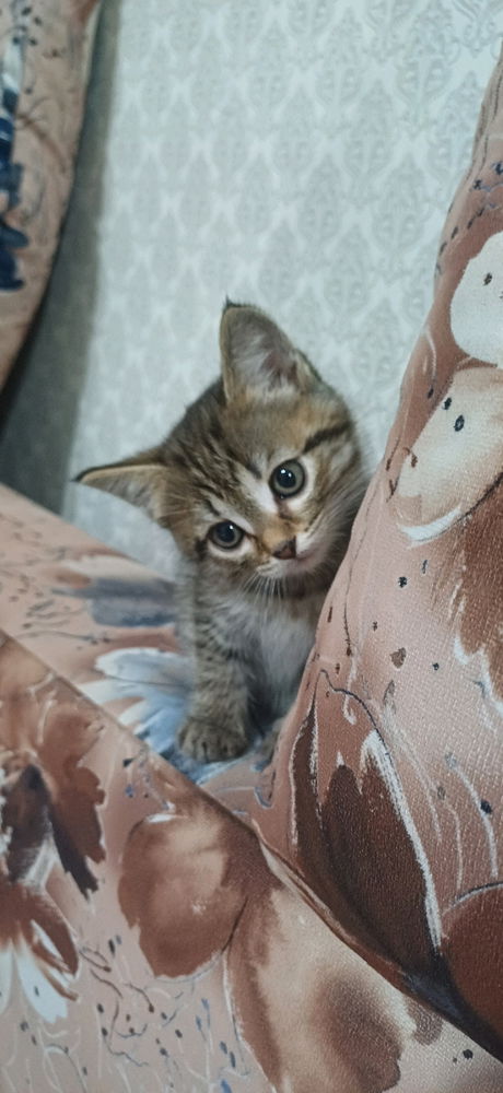 Meet my baby -Tiger