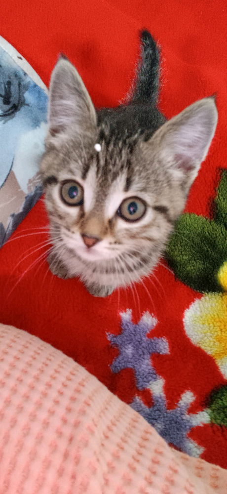 Meet my baby -Tiger