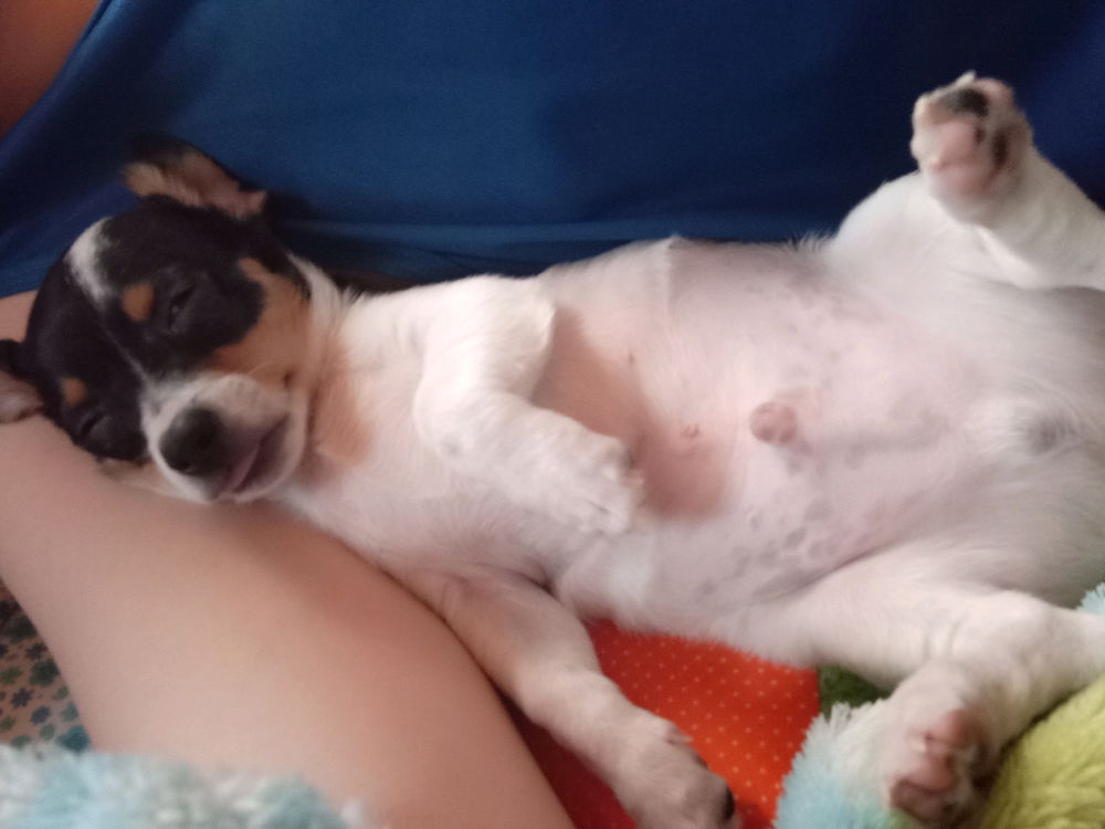 Mi perro es flojo