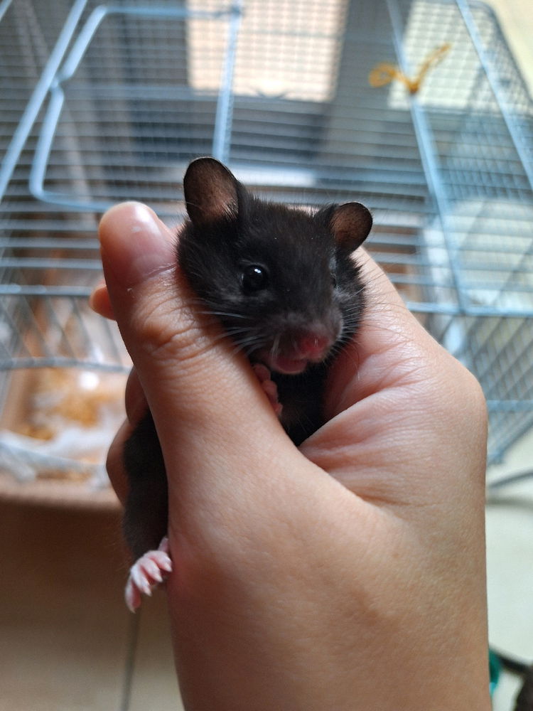 我的新朋友🐭