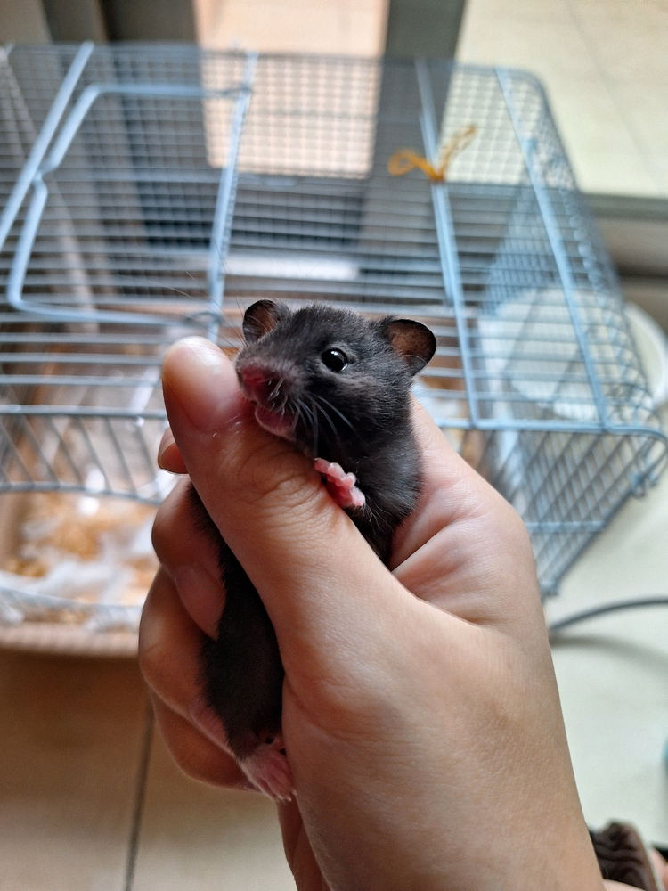 我的新朋友🐭