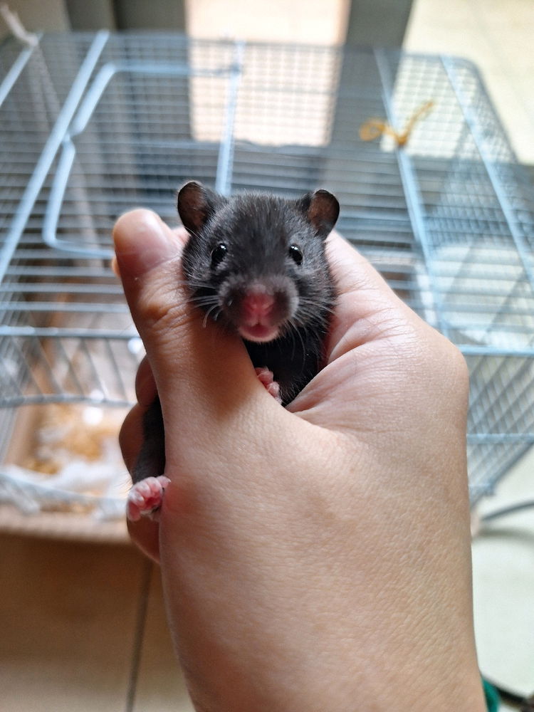 我的新朋友🐭