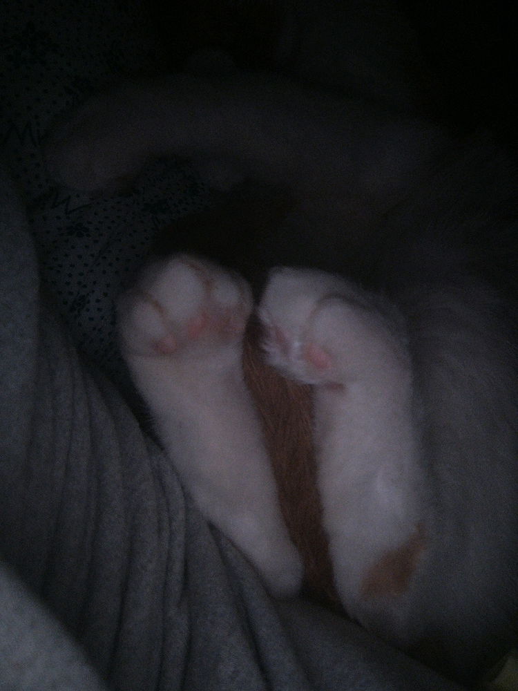 Лапуські🐾