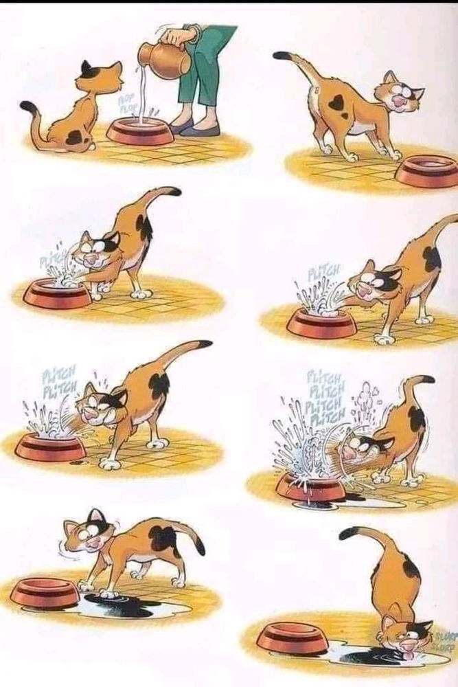 Stray cat yes!